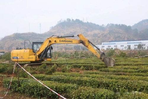 夷陵区中国精制茶出口基地清表工作告捷，功能性茶饮料研制迈向新阶段